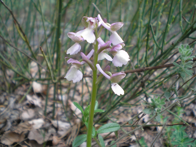 orchidee del perugino